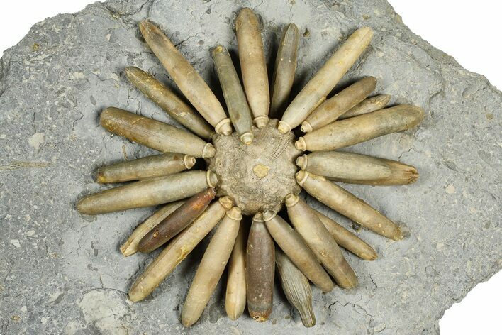 Jurassic Club Urchin (Asterocidaris) - Boulemane, Morocco #366917